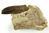 Serrated Tyrannosaur Tooth in Rock - Judith River Formation #313313-2